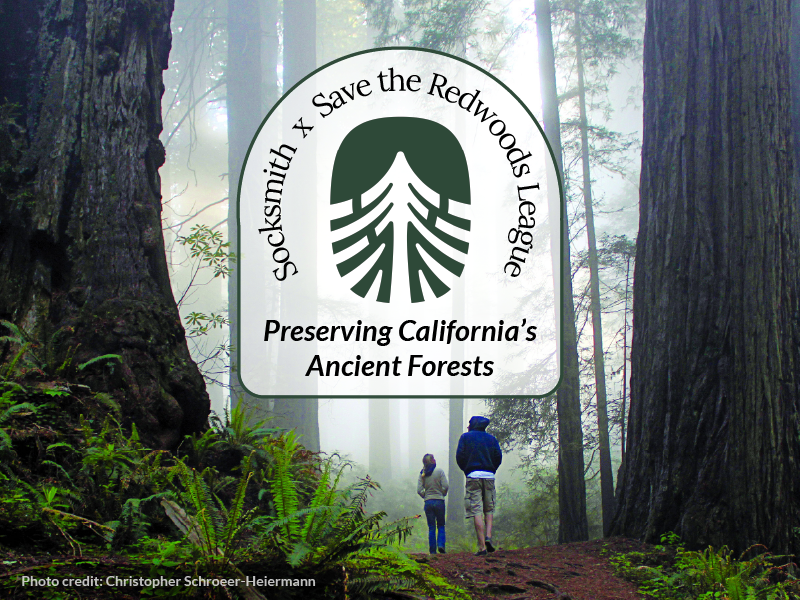 Save the Redwoods League - beautiful image of misty forest with huge redwoods 