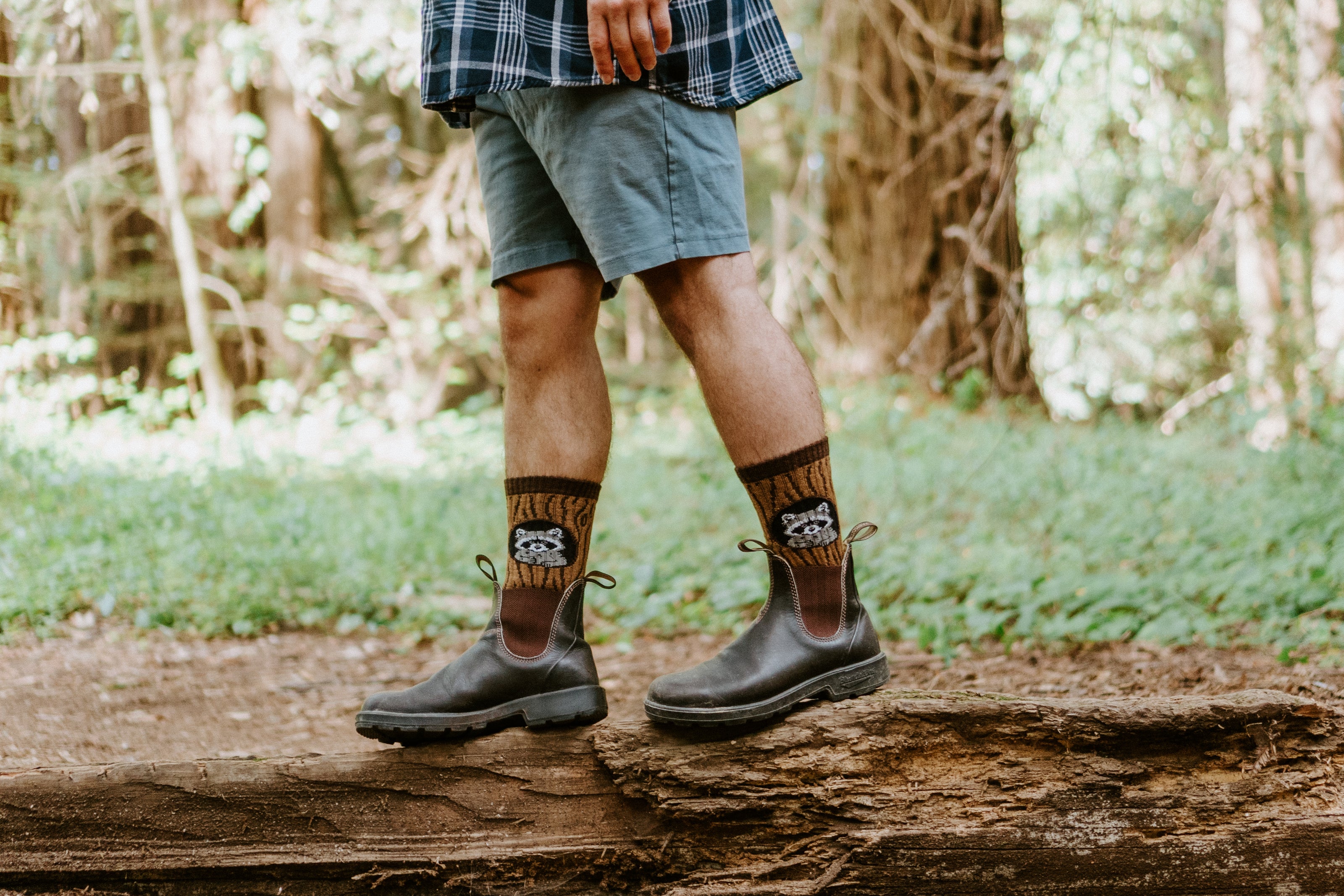 A person standing on a fallen log in a forest, wearing dark brown leather boots, blue denim shorts, and Merino wool brown socks with a raccoon on.